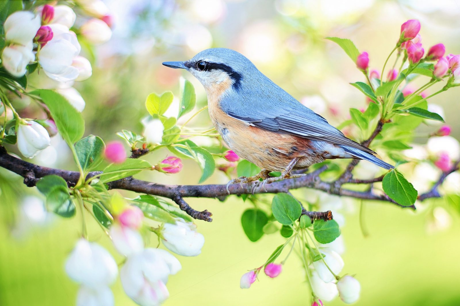 Цветница – пролетта в своя най-живописен и вълшебен празник